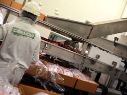 Varios frigoríficos uruguayos quedaron habilitados para exportar estómagos bovinos a China. Varios frigoríficos uruguayos quedaron habilitados para exportar estómagos bovinos a China.