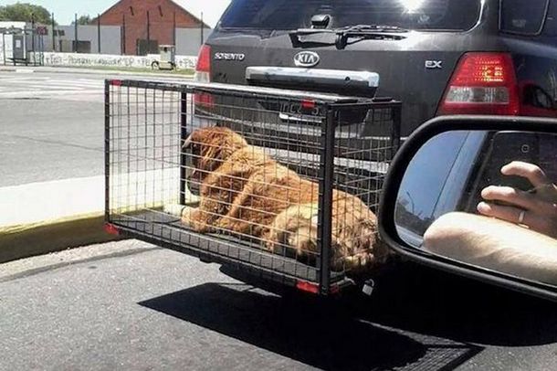 Fotos de perros enjaulados en la ruta despertaron la indignación en Twitter