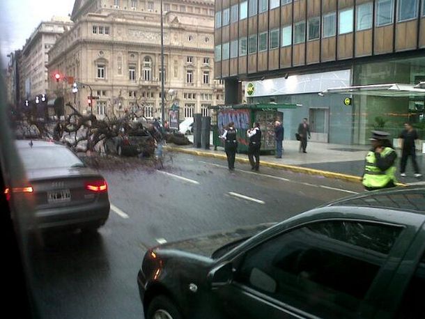 Cayó un árbol y aplastó un auto en el centro porteño