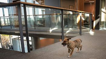 el perro balcarce ya tiene twitter y facebook el perro balcarce ya tiene twitter y facebook