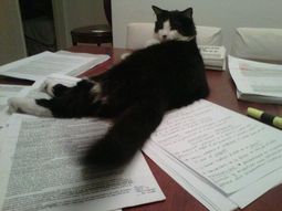 ¿Cuánto cuesta mantener a una mascota?