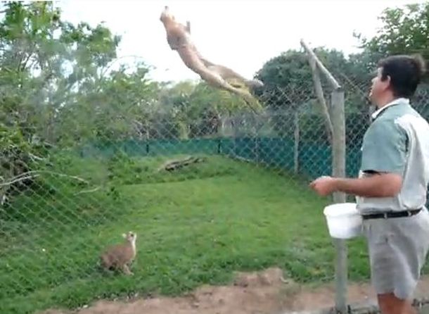 Los espectaculares e increíbles saltos de los felinos caracal