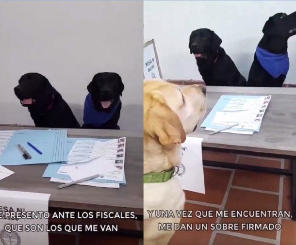 El tutorial viral sobre cómo votar en las PASO protagonizado por un perro que hasta cuenta su elección