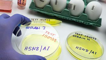 La gripe aviar en Uruguay está mayormente controlada, pero un contagio en el circuito comercial podría generar graves daños económicos. La gripe aviar en Uruguay está mayormente controlada, pero un contagio en el circuito comercial podría generar graves daños económicos.