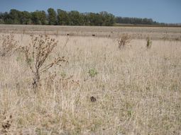 El Banco de Seguros del Estado cuenta con el 60% de los seguros del agro mercado. El Banco de Seguros del Estado cuenta con el 60% de los seguros del agro mercado.