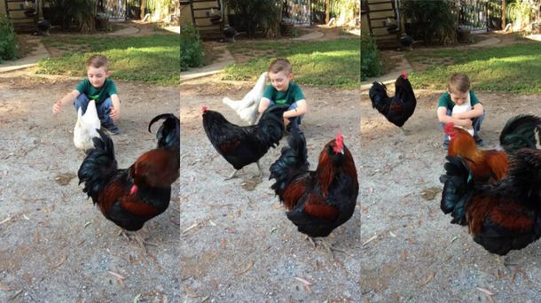 Una gallina está en los detalles antes de abrazar a su humano