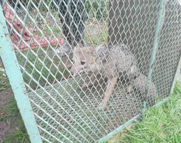 Así atraparon al zorro que andaba suelto en Mataderos