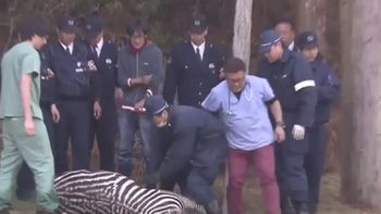 una cebra se fugo, la doparon y termino muriendo ahogada una cebra se fugo, la doparon y termino muriendo ahogada