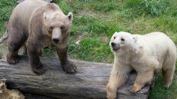 Tips, a la derecha, fue ejecutada por seguridad Tips, a la derecha, fue ejecutada por seguridad