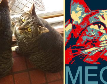 Un gato demócrata quiere ser el próximo presidente de los Estados Unidos