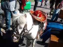 Así rescataron a 7 ponys y una llama en una feria de la Ciudad