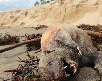 Conmoción por la aparición de extraña criatura