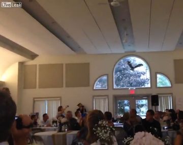 Lechuza tenía que dar los anillos