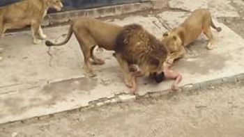 la dura infancia del joven que se tiro a la jaula de los leones para quitarse la vida la dura infancia del joven que se tiro a la jaula de los leones para quitarse la vida