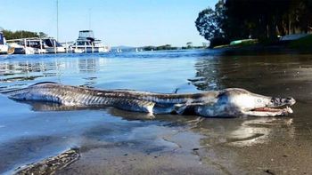conmocion en australia por la aparicion de un extrano monstruo marino conmocion en australia por la aparicion de un extrano monstruo marino