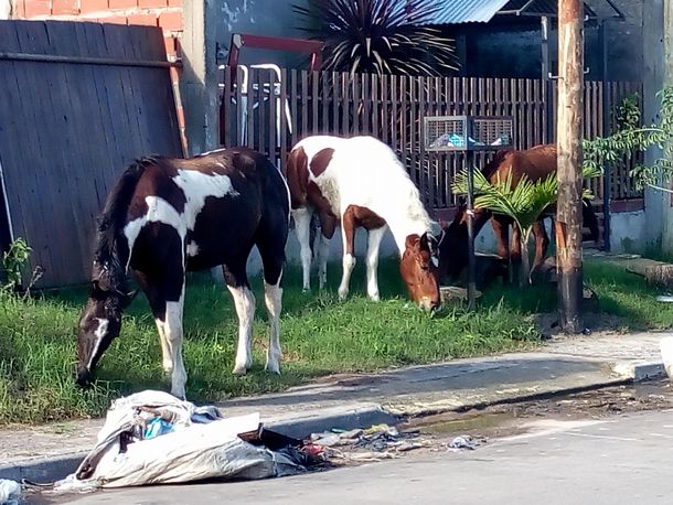 Roban caballos de la calle o campos en La Plata