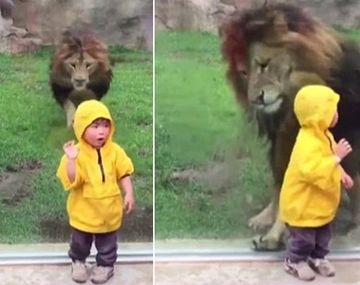 Terror en el zoo: así atacó un león a un niño en Japón