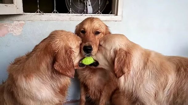 Un golden retriever actúa como referí entre sus compañeros y cautiva la web