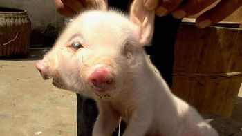 insolito: hallan un chancho con dos cabezas en china insolito: hallan un chancho con dos cabezas en china