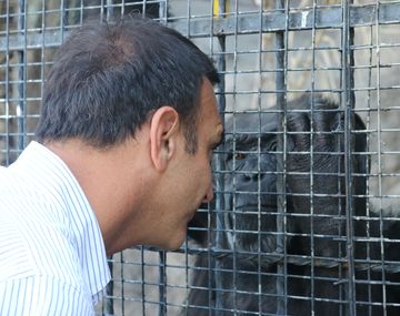 La historia de Cecilia, la chimpancé que conmovió al mundo.