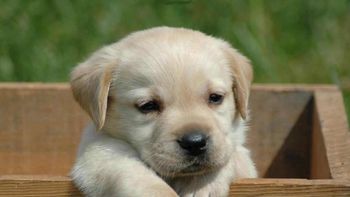 animalvitae, la red social para que puedas cuidar mejor a tus mascotas animalvitae, la red social para que puedas cuidar mejor a tus mascotas