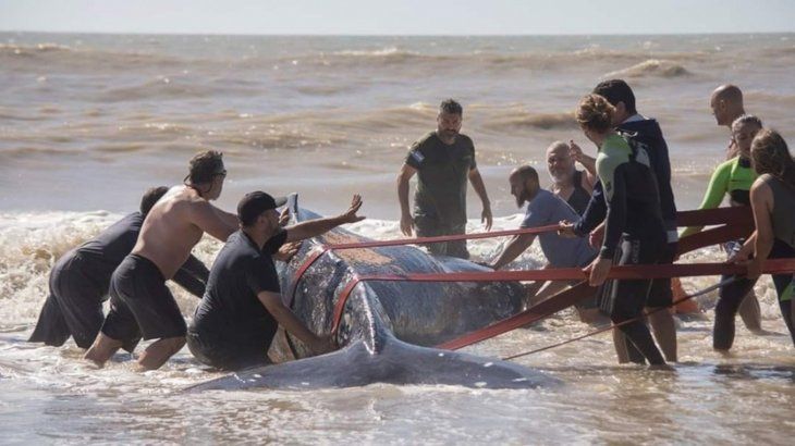 Villa Gesell: lograron rescatar a una ballena de 4 toneladas