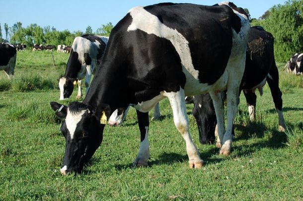 El gobierno firmó un convenio para impulsar la sostenibilidad del sector lechero.