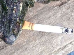 seria adiccion: esta tortuga fuma 10 cigarrillos por dia seria adiccion: esta tortuga fuma 10 cigarrillos por dia