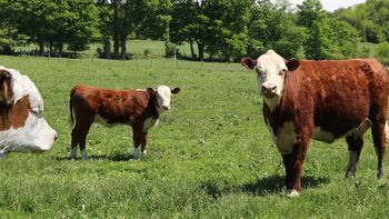 El precio de la carne vacuna uruguaya llegó a los 4 dólares por kilo. El precio de la carne vacuna uruguaya llegó a los 4 dólares por kilo.