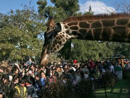 el zoologico porteno sera reconvertido en un ecoparque el zoologico porteno sera reconvertido en un ecoparque