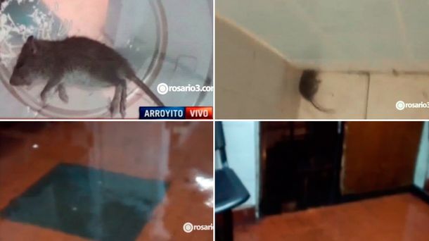 Un hospital está lleno de ratas y agua en Rosario