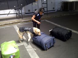 coca y ringo, los perros que detectaron cocaina en ezeiza