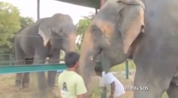 Las lágrimas de un elefante que fue liberado tras 50 años de cautiverio y torturas