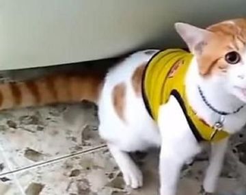 El gato que grita los goles de Colombia