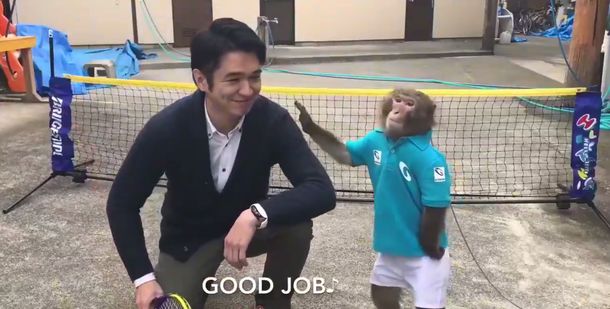 ¿Es real? Un mono la rompe jugando al tenis y sorprende a todos