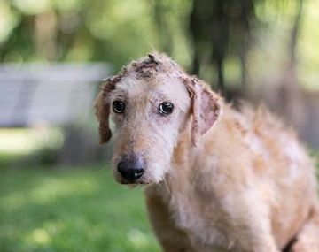 Marcha en contra de la reforma de la ley de maltrato animal: Legaliza el daño a los animales