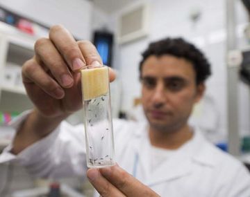 Primer caso de zika made in Argentina