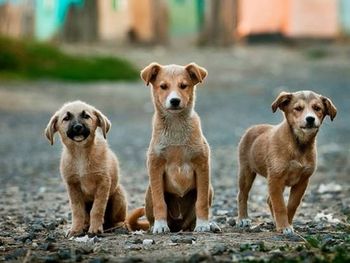 Proponen instalar frigoríficos para comercializar carne de perro