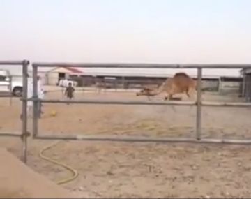 El camello árabe que sabe jugar al fútbol