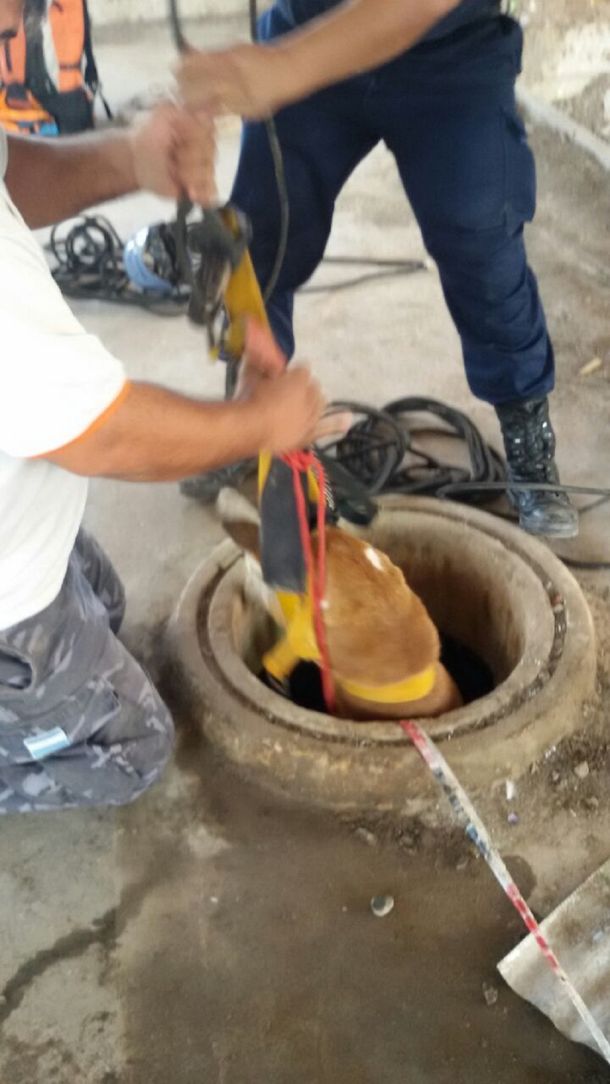 Insólito: tiraron una perra a un pozo de 10 metros por estar en celo