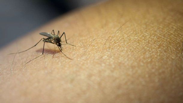 Alerta por aumento de casos de fiebre amarilla en América Latina: quiénes deben vacunarse Alerta por aumento de casos de fiebre amarilla en América Latina: quiénes deben vacunarse