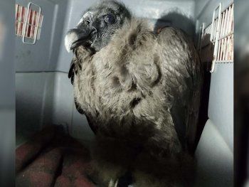 La historia de Inés, el cóndor hembra que fue rescatada, curada y volverá al cielo de Epuyén