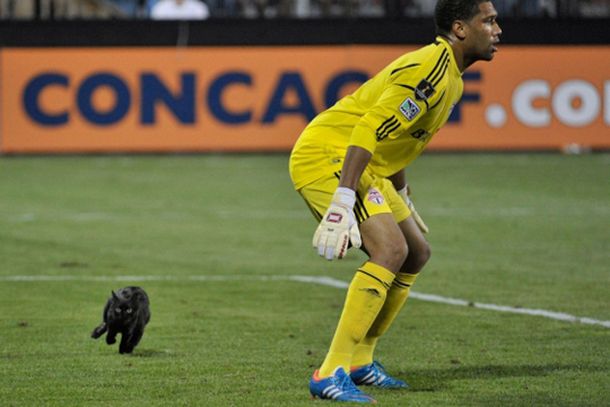 Un gato negro hizo perder a un equipo de EE.UU.