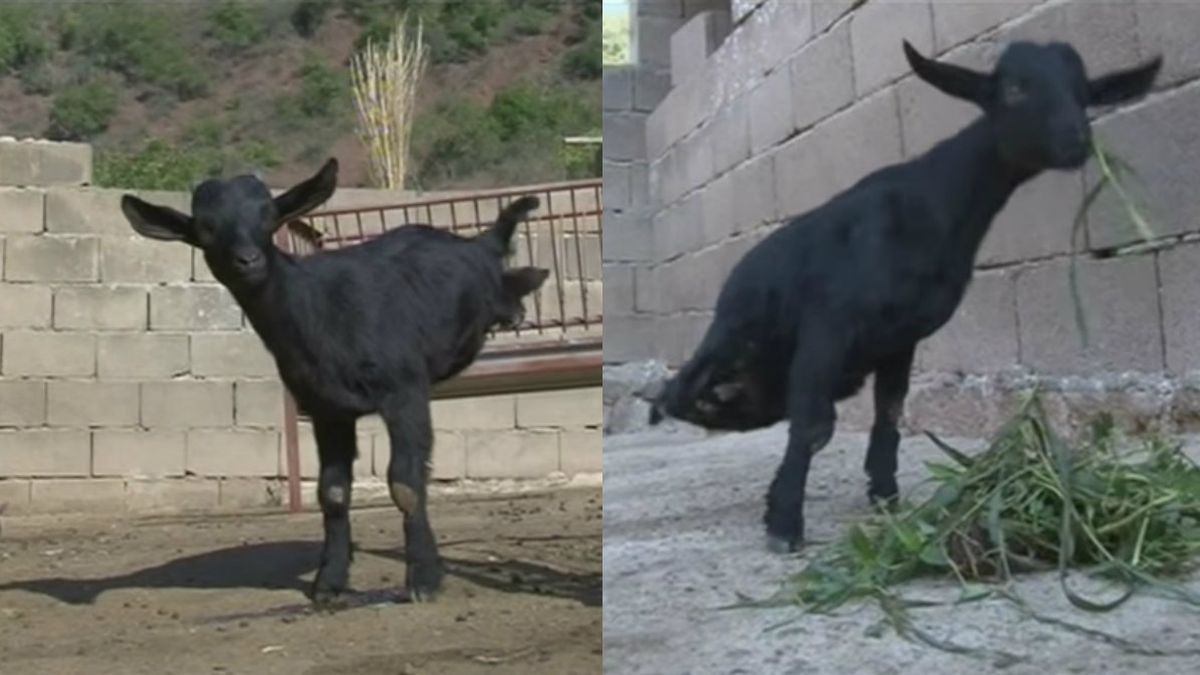 Una cabra de dos patas conquistó a la web con sus primeros pasos