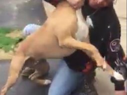 video: un perro se reencontro con su dueno tras 2 anos y exploto de alegria video: un perro se reencontro con su dueno tras 2 anos y exploto de alegria