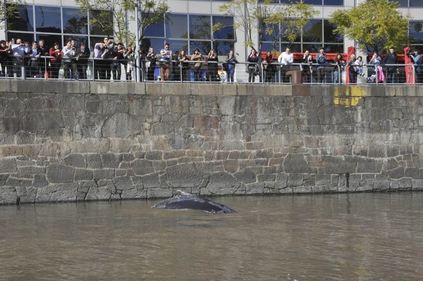 Una ballena apareció en el dique de Puerto Madero