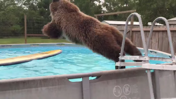 oso acalorado no para de tirarse a la pileta oso acalorado no para de tirarse a la pileta