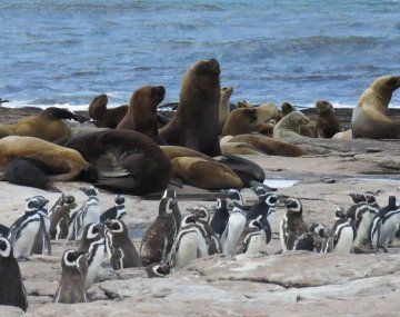 Islote Lobos es el primer parque nacional marino de Argentina