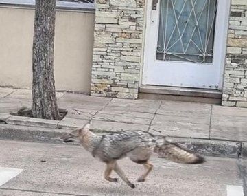 Sorpresa en Mataderos por la presencia de un zorro