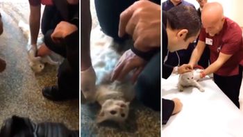 video: dramatico rescate de un gato atrapado en una puerta video: dramatico rescate de un gato atrapado en una puerta